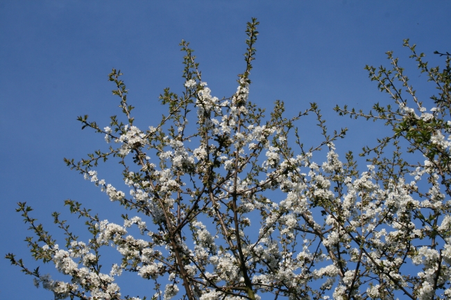 Kirschblüten am Kirschbaum, der Frühling ist da