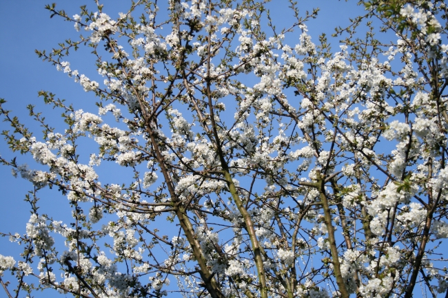 Kirschblüten am Kirschbaum, der Frühling ist da