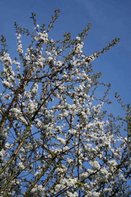 Kirschblüten am Kirschbaum, der Frühling ist da