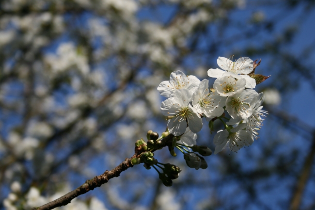 Einzelner Kirschblüten-Stand, 