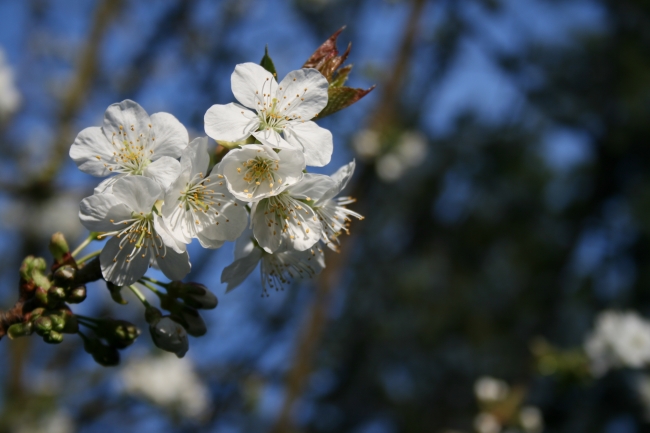 Einzelner Kirschblüten-Stand, 