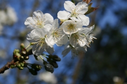 Einzelner Kirschblüten...