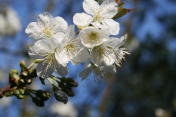 Einzelner Kirschblüten...