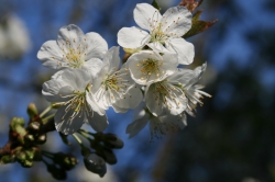 Einzelner Kirschblüten...