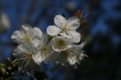 Einzelner Kirschblüten...