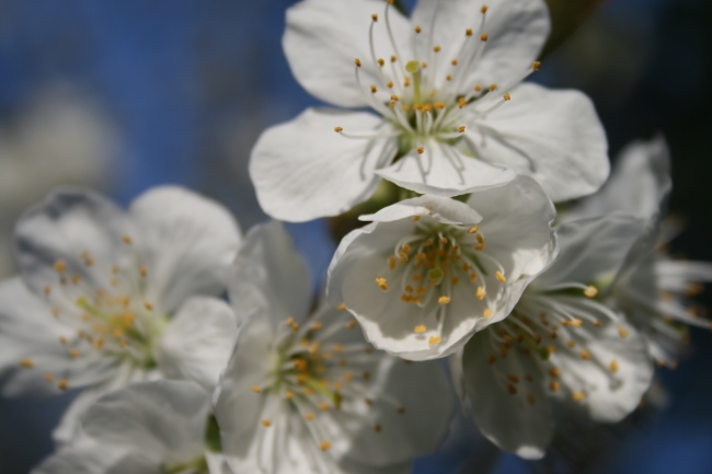 Nah, Einzelner Kirschblüten-Stand, 