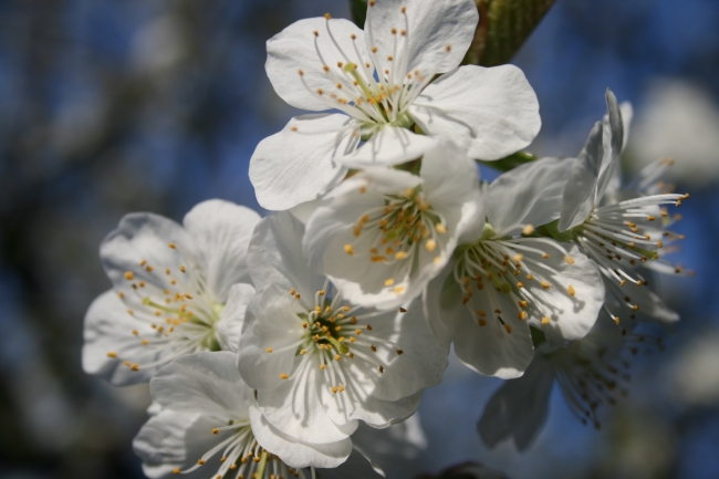 Nah, Einzelner Kirschblüten-Stand, 