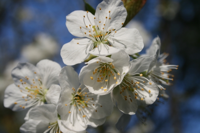 Nah, Einzelner Kirschblüten-Stand, 