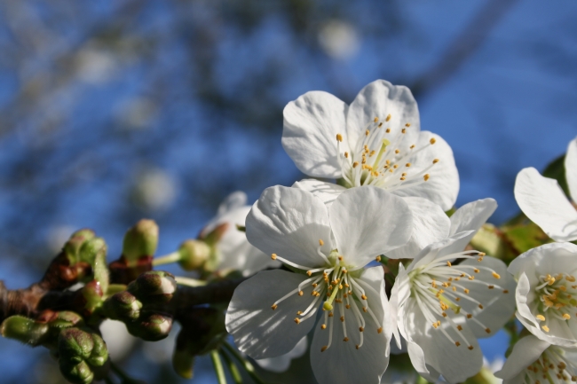 Nah, Einzelner Kirschblüten-Stand, verrutscht