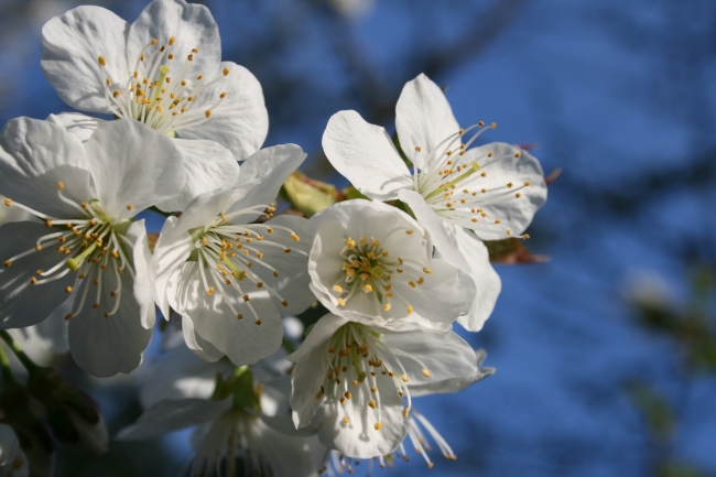 Nah, Einzelner Kirschblüten-Stand, 