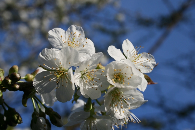 Nah, Einzelner Kirschblüten-Stand, 