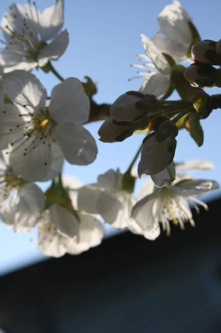 Überkopf, Nah, Einzelner Kirschblüten-Stand, 