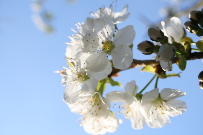 Überkopf, Nah, Einzelner Kirschblüten-Stand, 