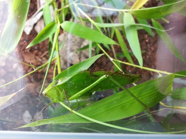 Phasmatodea, Wandelndes Blatt, Zoo Duisburg promo tour