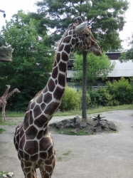 Giraffe