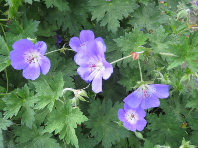 Violette Blüten, 