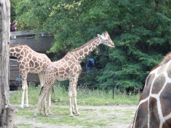 Giraffen