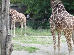 Giraffen