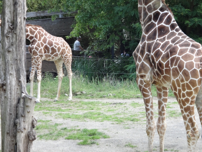 Giraffen, 