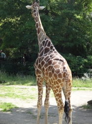 Giraffe