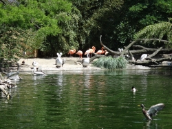 Flamingos