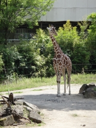 Giraffe