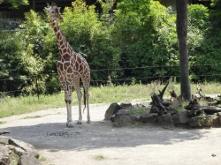 Giraffe