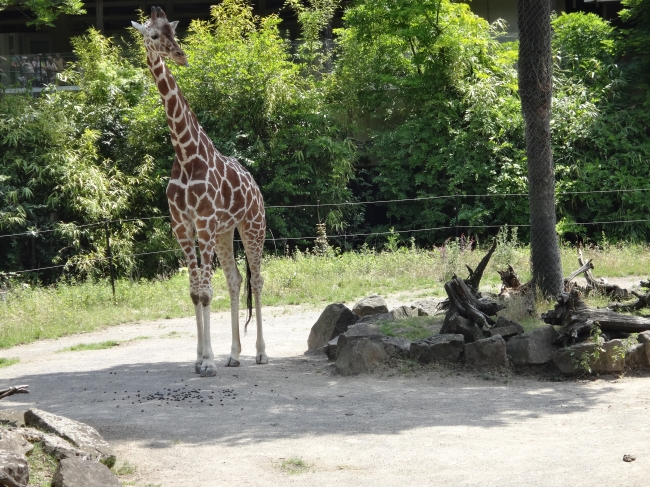 Giraffe, 