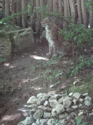 Luchs