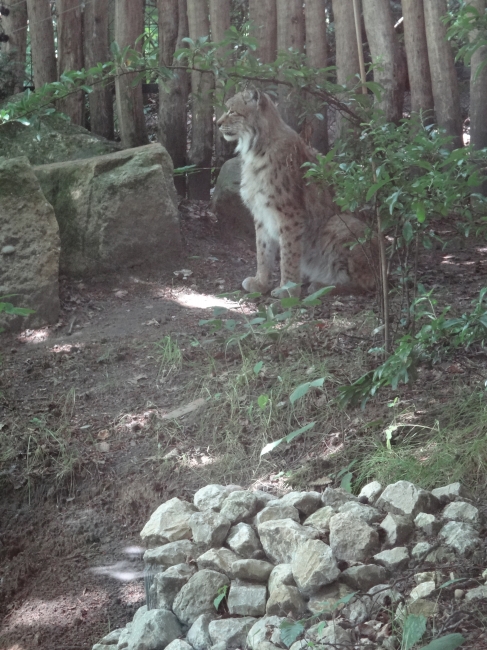 Luchs, 