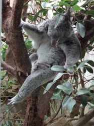 Koala Bär