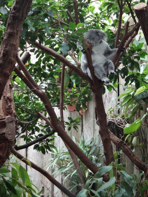 Koala Bär, 