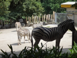 Zebras