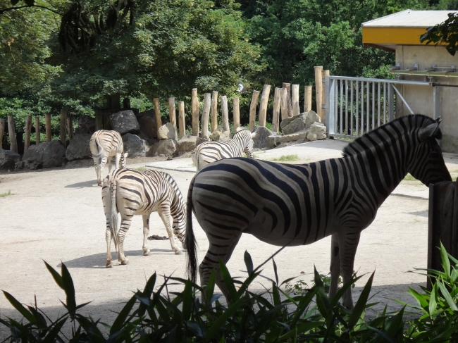 Zebras, 