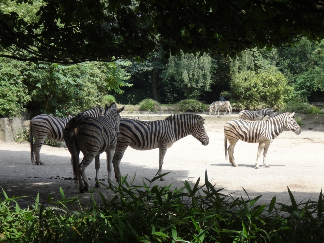 Zebras, 