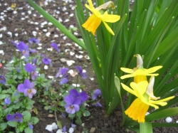 Yellow flowers