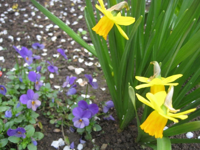 Yellow flowers, 