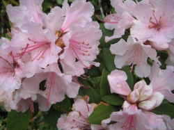 White hibiscus