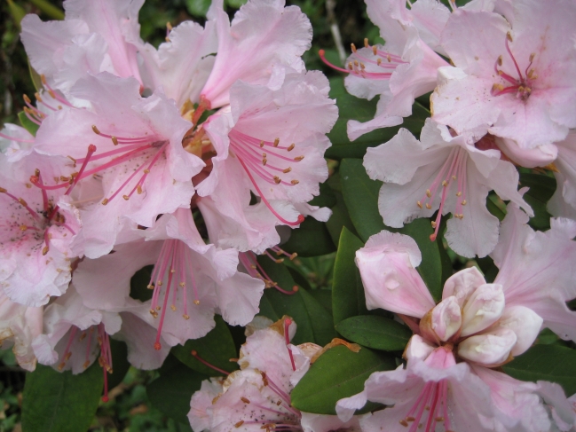 White hibiscus, 