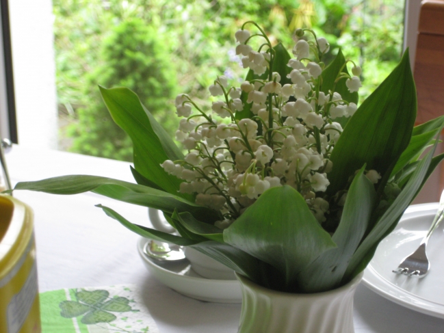 Snowdrop, nice but poisonous