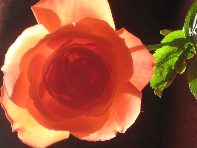 Rose 3, against light