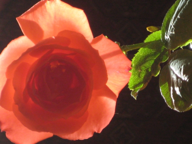 Rose 2, against light 2