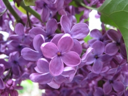 Purple flowers