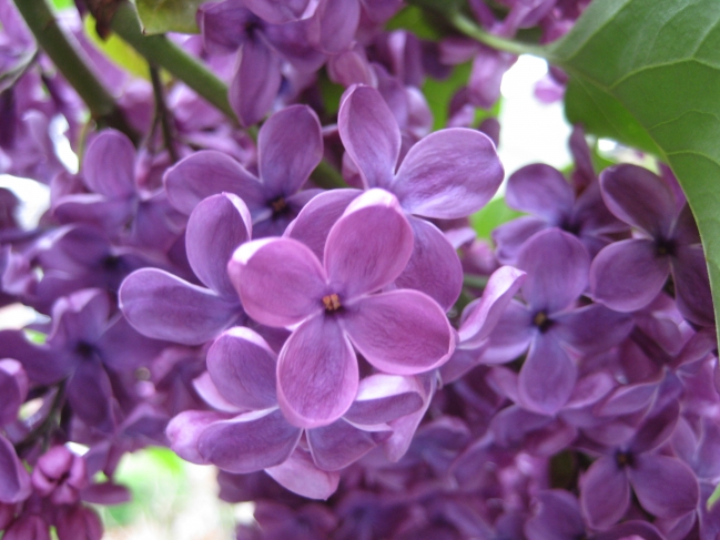 Purple flowers, 