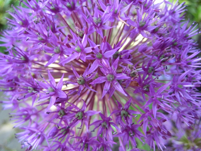 Purple flower 2, 