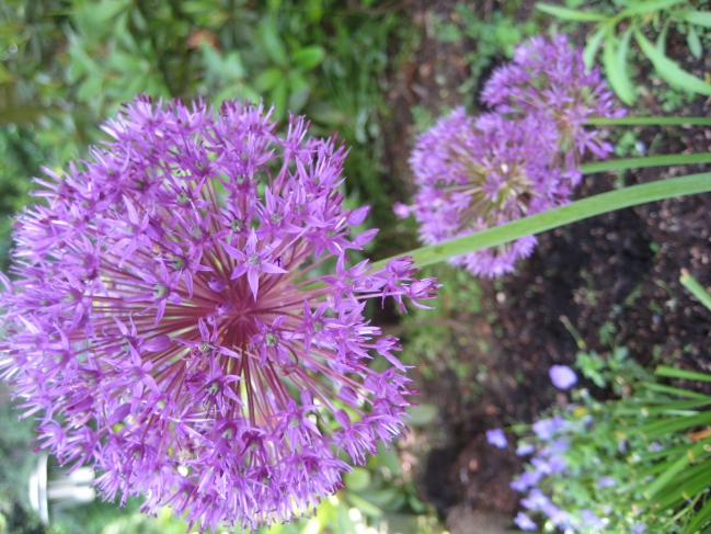 Purple flower, 