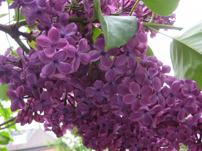 Purple flower, Flieder