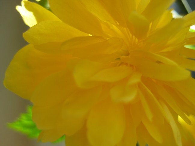 Leaf closeup, 