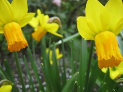 Yellow flowers closeup