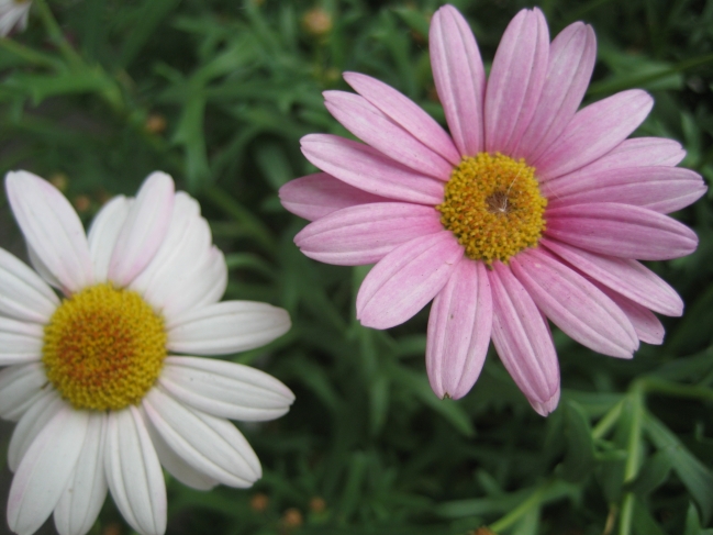 Flowers, Margeritte